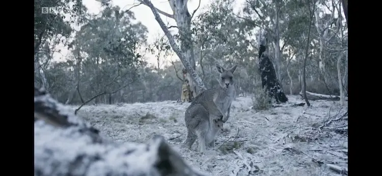 Eastern grey kangaroo (Macropus giganteus giganteus) as shown in Seven Worlds, One Planet - Australia